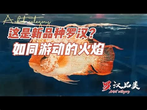 品種排名羅漢魚品種